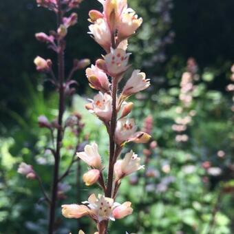 Heuchera 'Silver Scrolls'