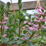 Scaevola aemula 'WHIRLWIND Pink' - 