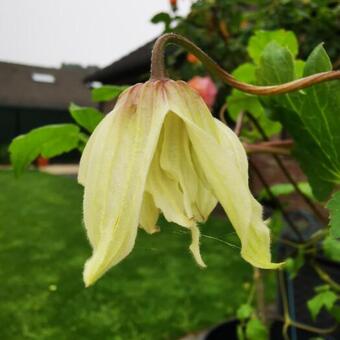 Clematis 'Amber'