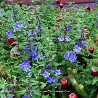 Scutellaria scordiifolia