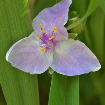 Tradescantia andersoniana 'Pink Chablis'