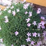 Dianthus subacaulis 'Vera' - 