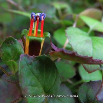 Fuchsia procumbens