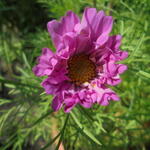 Cosmos bipinnatus 'Seashells Red' - 