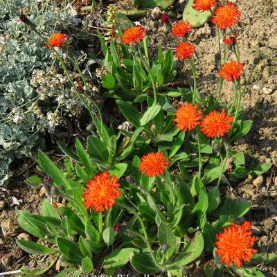 Épervière orangée - Pilosella aurantiaca