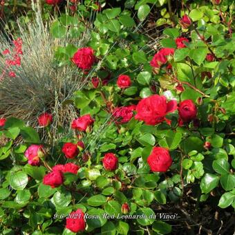 Rosa 'Red Leonardo da Vinci'