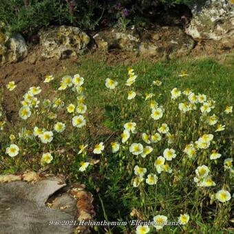 Helianthemum 'Elfenbeinglanz'