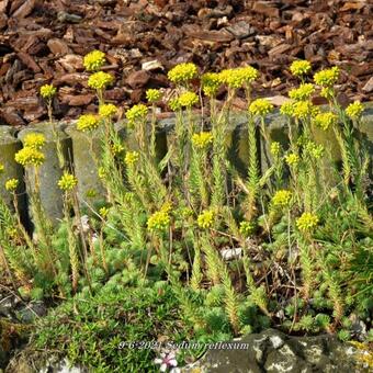 Sedum reflexum