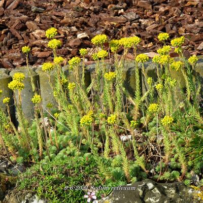 Orpin des rochers - Sedum reflexum