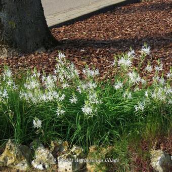 Anthericum liliago