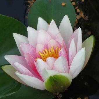 Nymphaea