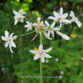 Tulbaghia violacea 'Alba'