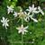 Tulbaghia violacea 'Alba'