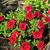 Calibrachoa 'Double Red'