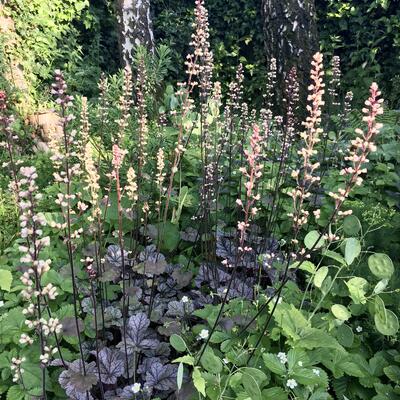 Heuchera 'Silver Scrolls' - Heuchera 'Silver Scrolls'