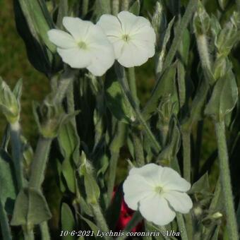 Lychnis coronaria 'Alba'