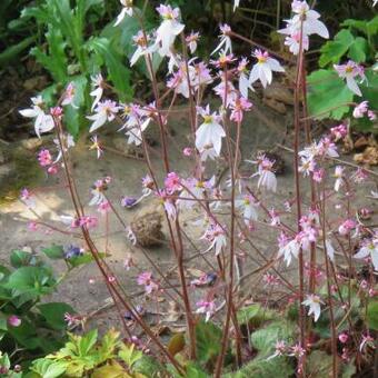 Saxifraga stolonifera 'Cuscutiformis'