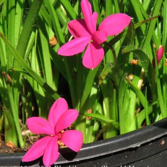 Rhodohypoxis 'Donald Mann'