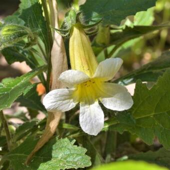 Rehmannia 'Schneetiger'