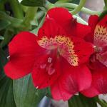 Alstroemeria 'INTICANCHA 'Doba' - 