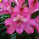 Alstroemeria 'INTICANCHA 'Romance' - 