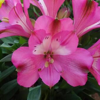 Alstroemeria 'INTICANCHA 'Romance'