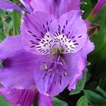 Alstroemeria INTICANCHA 'Indigo' - 