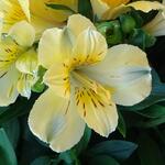 Alstroemeria INTICANCHA-SUN 'Havana' - 