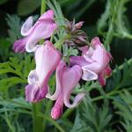 Dicentra 'Pink Diamonds' - 