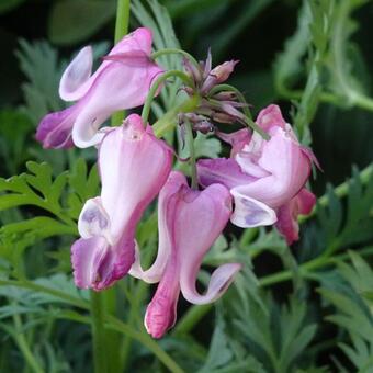 Dicentra 'Pink Diamonds'