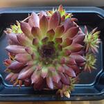 Sempervivum 'Zannalee' - 