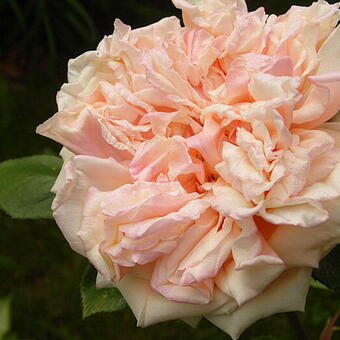 Rosa 'Gloire de Dijon'