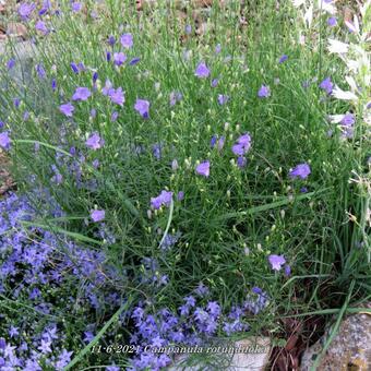 Campanula rotundifolia