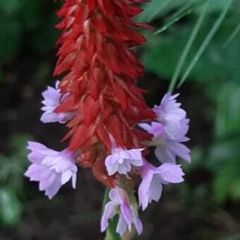 Primula vialii