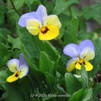 Viola cornuta