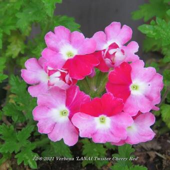 Verbena 'LANAI Twister Cherry Red'