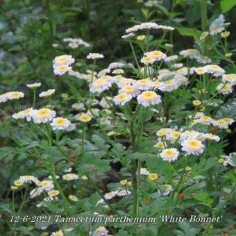 Tanacetum parthenium 'White Bonnet'