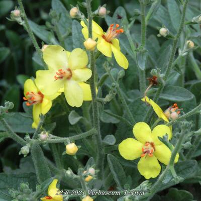 Verbascum 'Letitia' - 