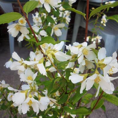 Philadelphus 'Lemoinei' - Philadelphus 'Lemoinei'