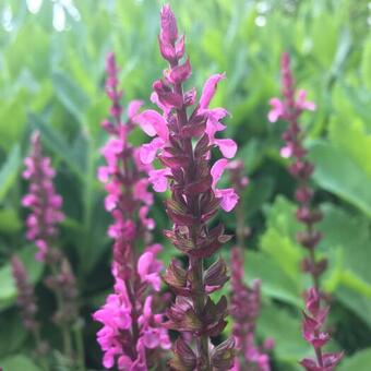 Salvia nemorosa 'Sensation Compact Bright Rose‘