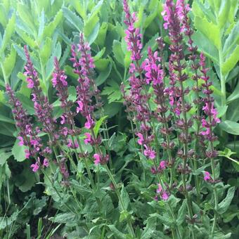 Salvia nemorosa 'Sensation Compact Bright Rose‘