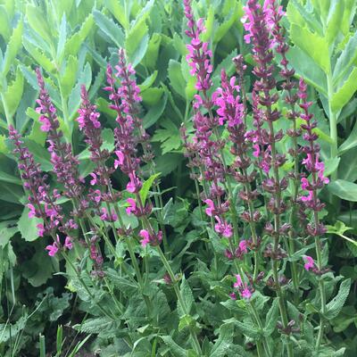 Salvia nemorosa 'Sensation Compact Bright Rose‘ - 