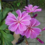 Lewisia cotyledon 'Elise' - 