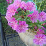 Lewisia cotyledon 'Elise' - 