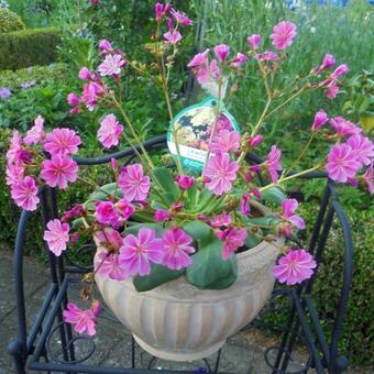 Lewisia cotyledon 'Elise'