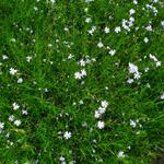 Dianthus subacaulis 'Vera' - 