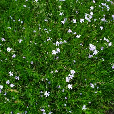 Phlox paniculata - 