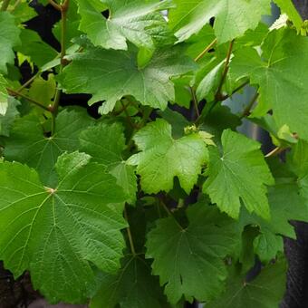 Vitis vinifera 'Dornfelder'