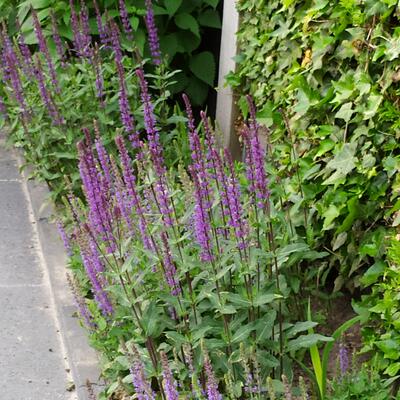 Salvia nemorosa 'Ostfriesland' - Salvia nemorosa 'Ostfriesland'