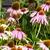 Echinacea purpurea